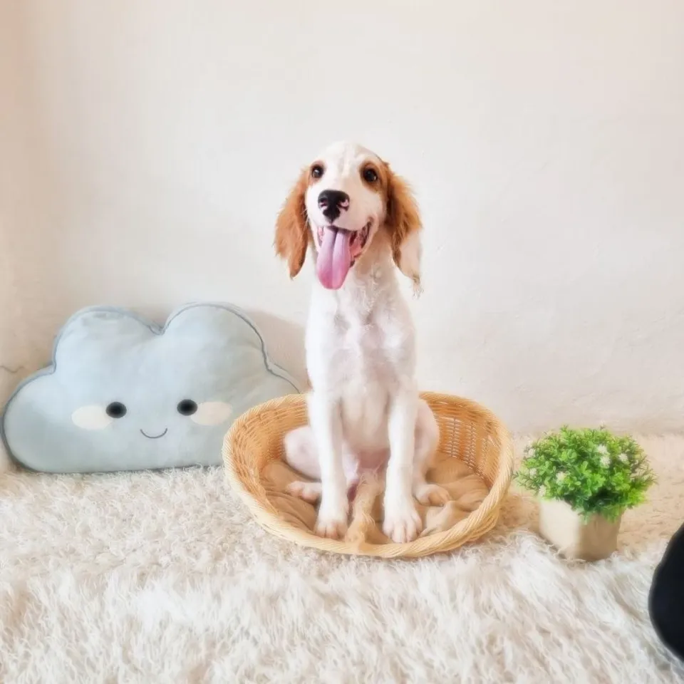 Blenheim Cockapoo puppy, blenheim cockapoo puppy for sale in Singapore