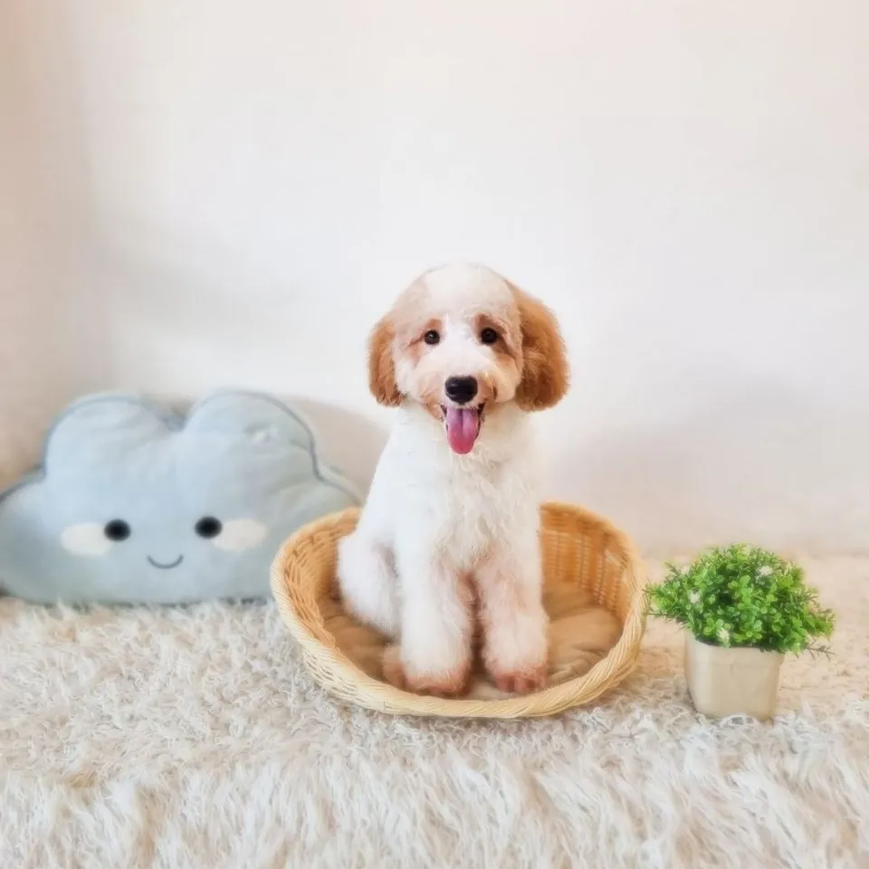 Blenheim Cockapoo puppy, blenheim cockapoo puppy for sale in Singapore