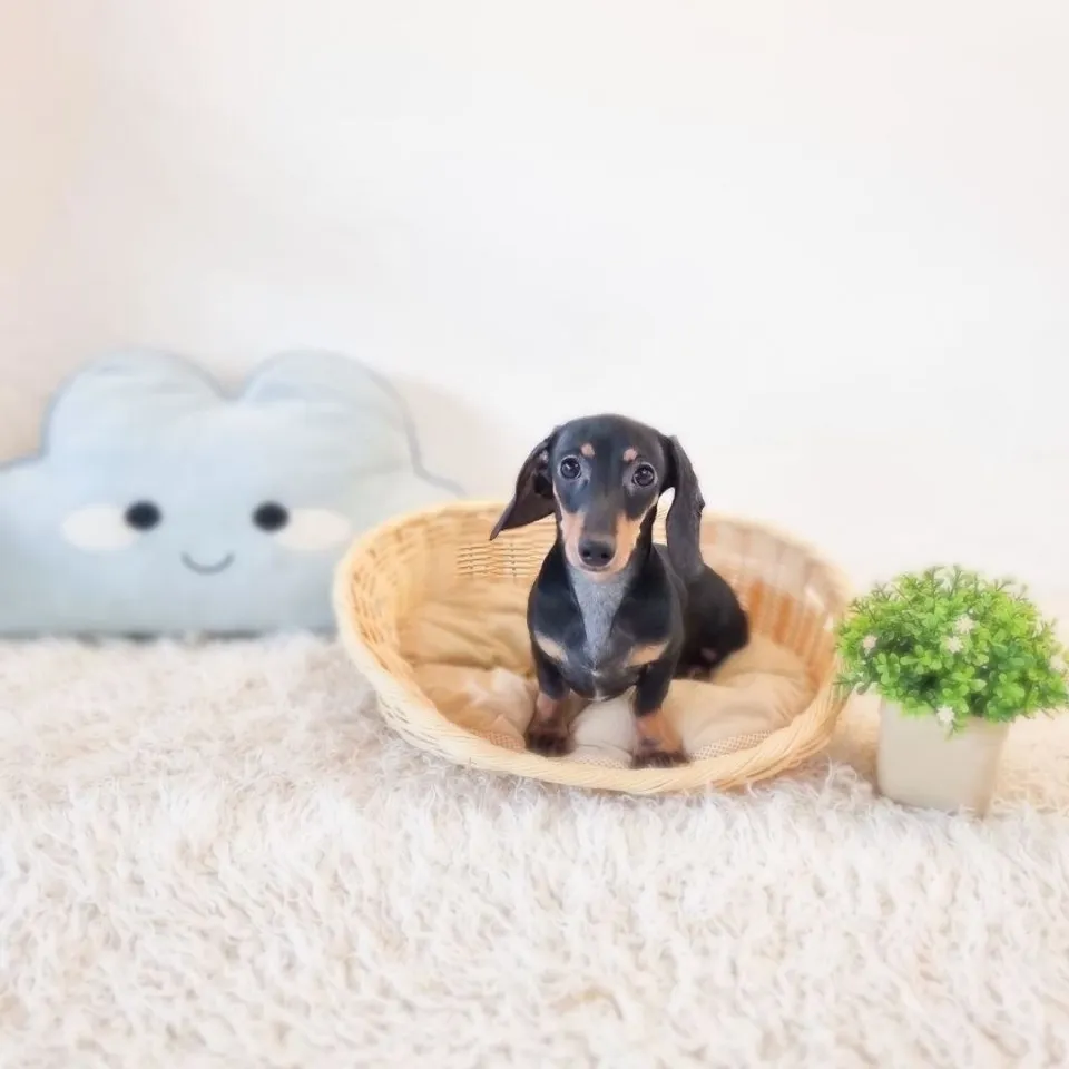Black Tan Dachshund puppy, black tan dachshund puppy for sale in Singapore