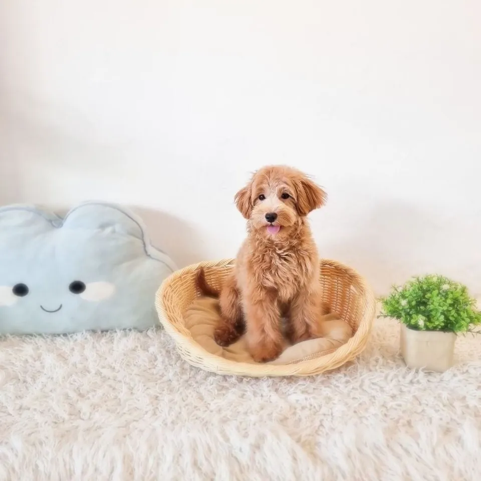Apricot Cavapoo puppy, apricot cavapoo puppy for sale in Singapore
