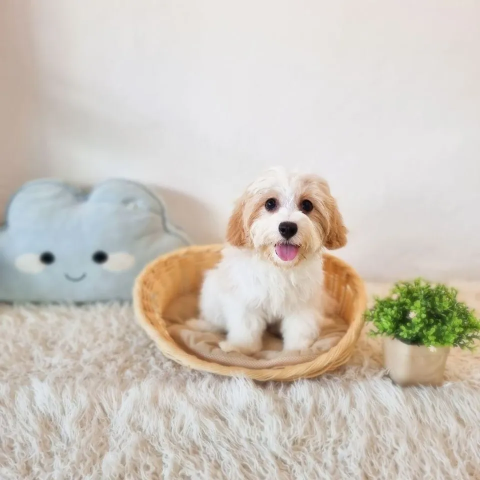 Blenheim Cavachon puppy, blenheim cavachon puppy for sale in Singapore