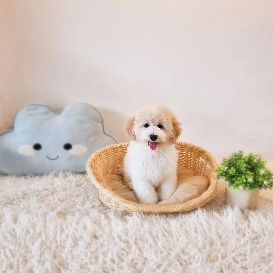 Blenheim Poochon puppy, blenheim poochon puppy for sale in Singapore