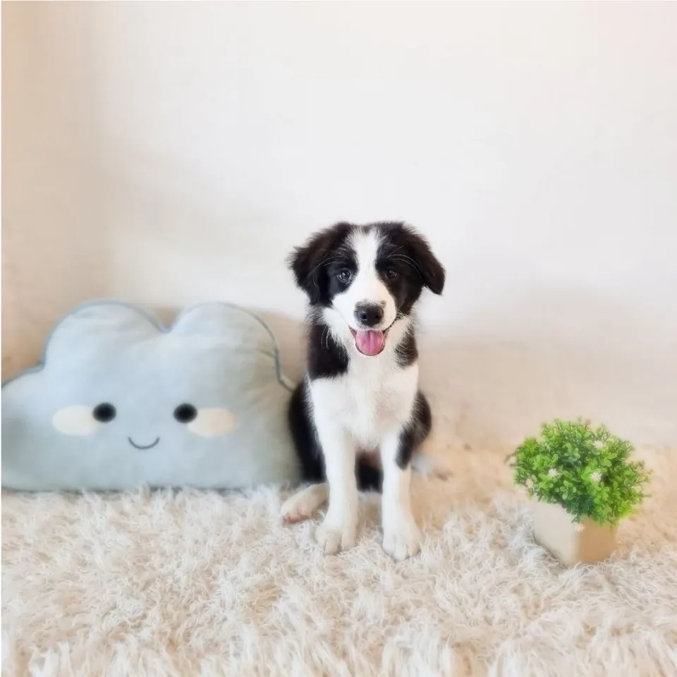 Black White Border Collie puppy, black white border collie puppy for sale in Singapore