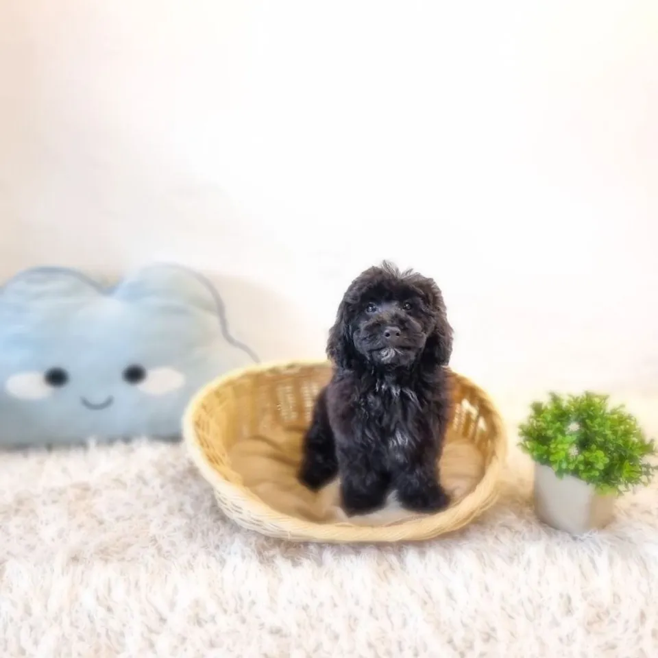 Black Poochon puppy, black poochon puppy for sale in Singapore