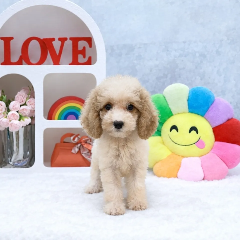 Blenheim Cavapoo puppy, blenheim cavapoo puppy for sale in Singapore