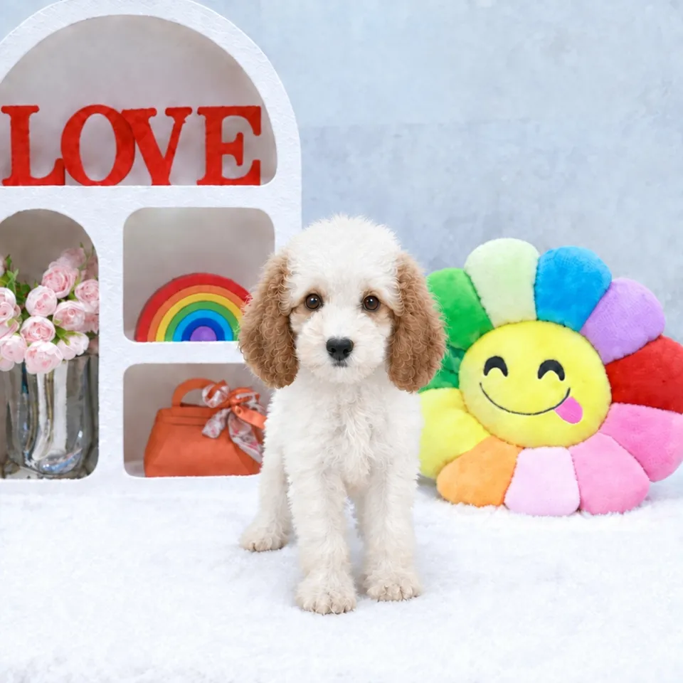 Blenheim Cavapoo puppy, blenheim cavapoo puppy for sale in Singapore