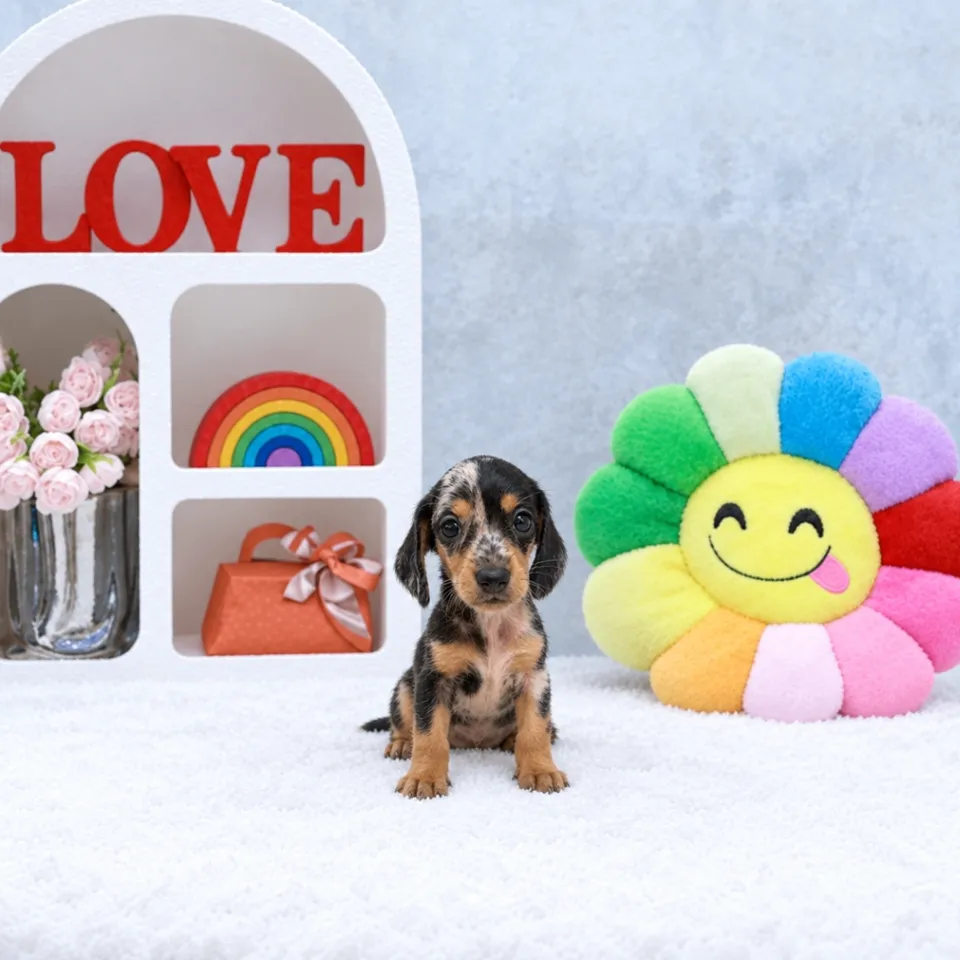 Dapple Dachshund puppy, dapple dachshund puppy for sale in Singapore