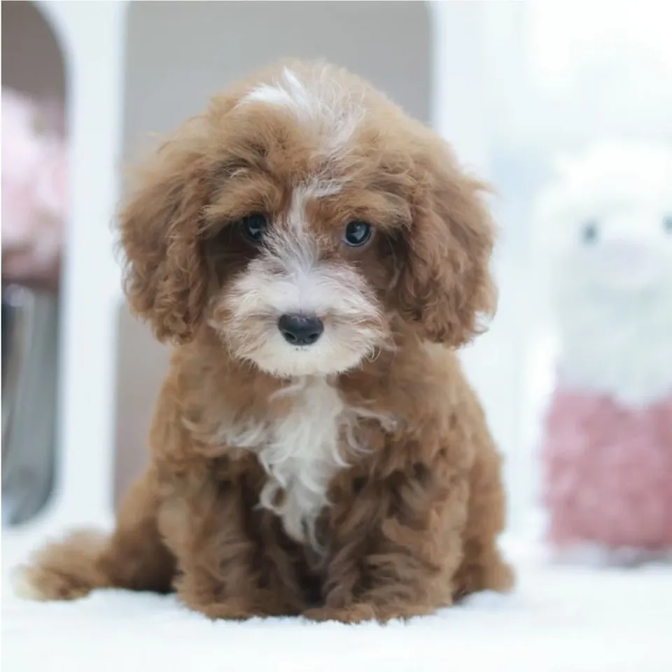 Brown White Cavapoo puppy, brown white cavapoo puppy for sale in Singapore