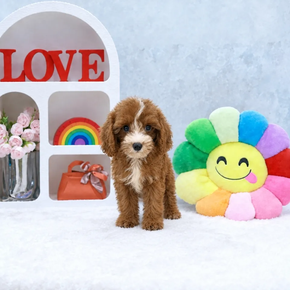 Brown White Cavapoo puppy, brown white cavapoo puppy for sale in Singapore