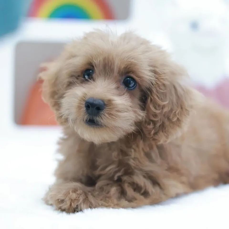 Longan, red cavapoo puppy for sale in Singapore