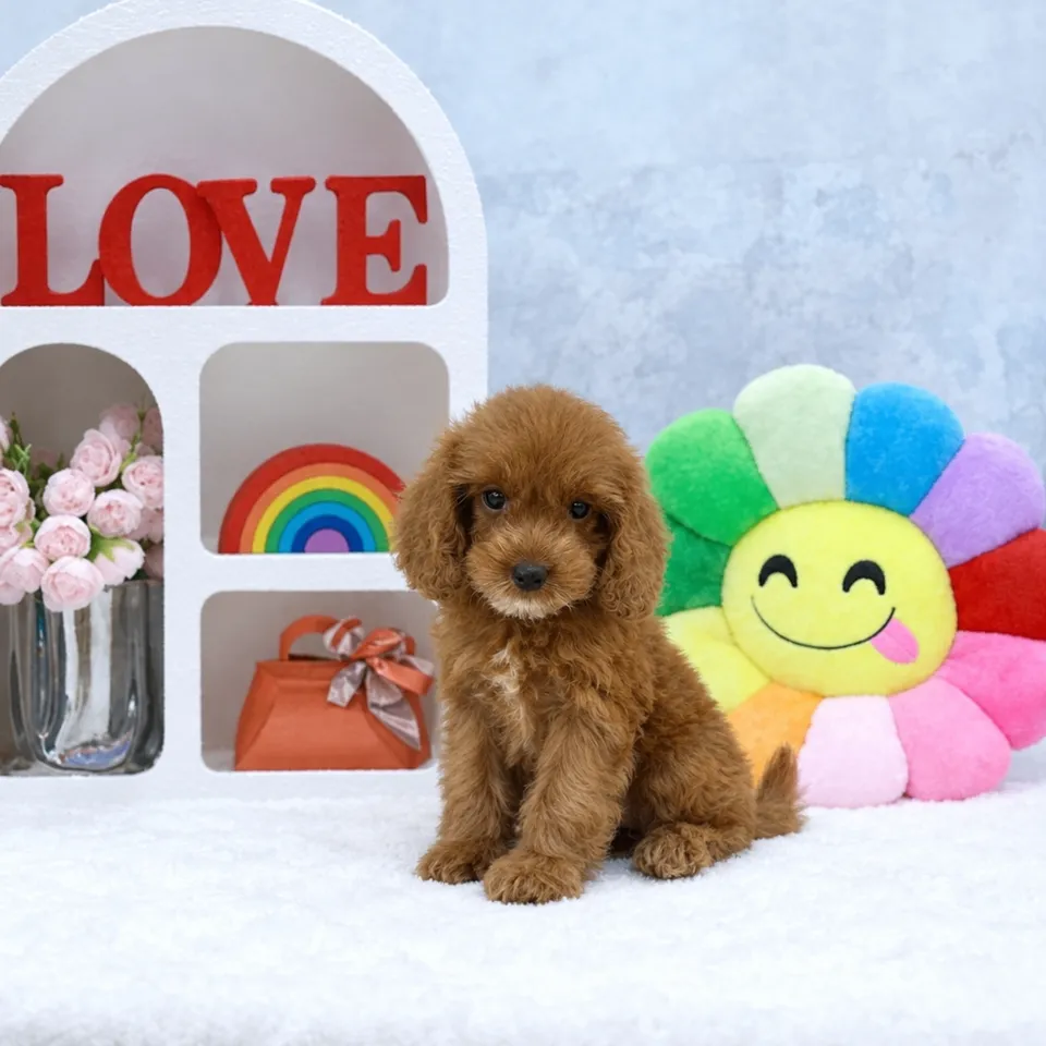 Apricot Cavapoo puppy, apricot cavapoo puppy for sale in Singapore