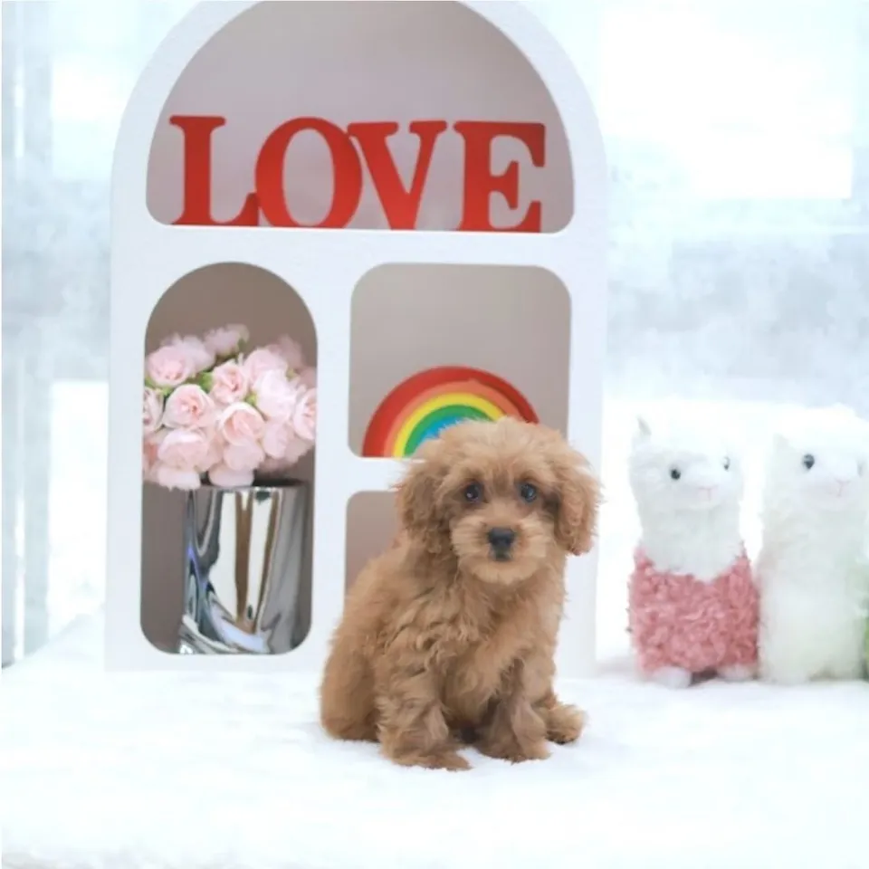 Apricot Cavapoo puppy, apricot cavapoo puppy for sale in Singapore