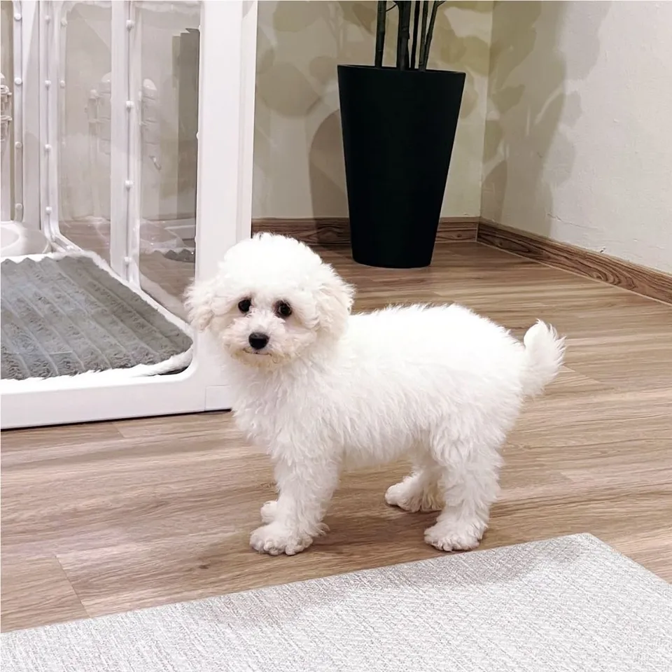 White Maltipoo puppy, white maltipoo puppy for sale in Singapore