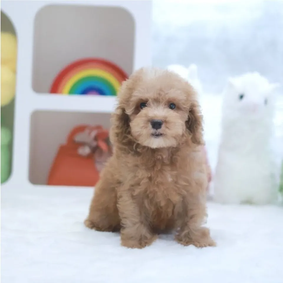 Sugee, apricot cockapoo puppy for sale in Singapore