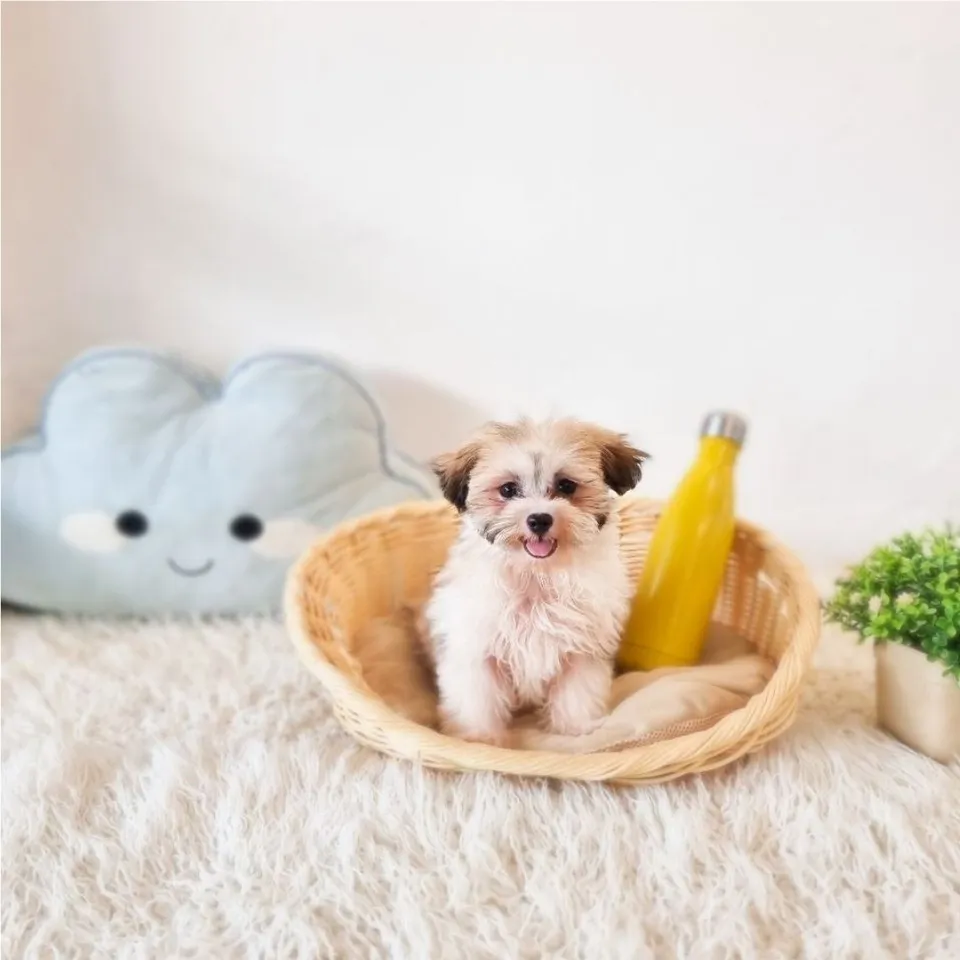 Tri Color Malshi puppy, tri color malshi puppy for sale in Singapore