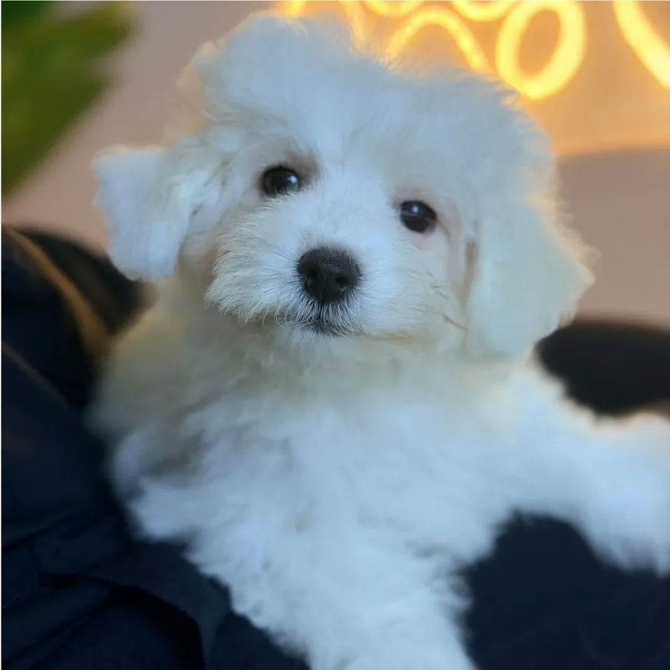 White Bichon Frise puppy, white bichon frise puppy for sale in Singapore