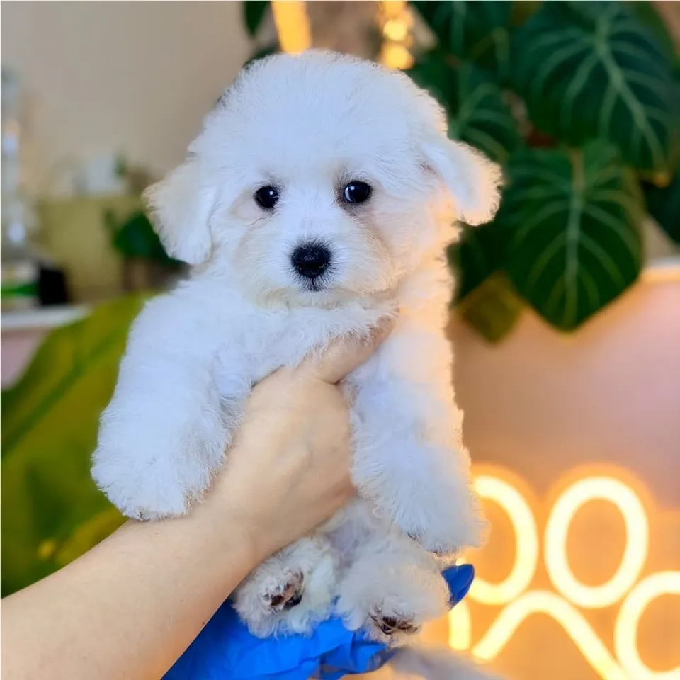 White Bichon Frise puppy, white bichon frise puppy for sale in Singapore