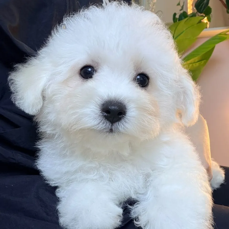 White Bichon Frise puppy, white bichon frise puppy for sale in Singapore
