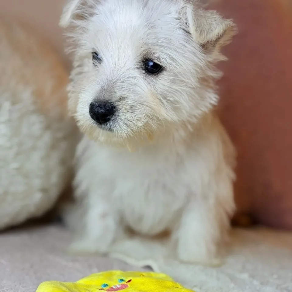 White West Highland Terrier puppy, white west highland terrier puppy for sale in Singapore