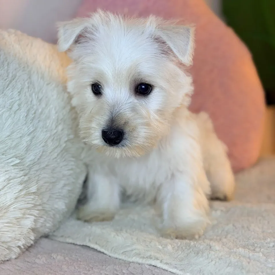 White West Highland Terrier puppy, white west highland terrier puppy for sale in Singapore