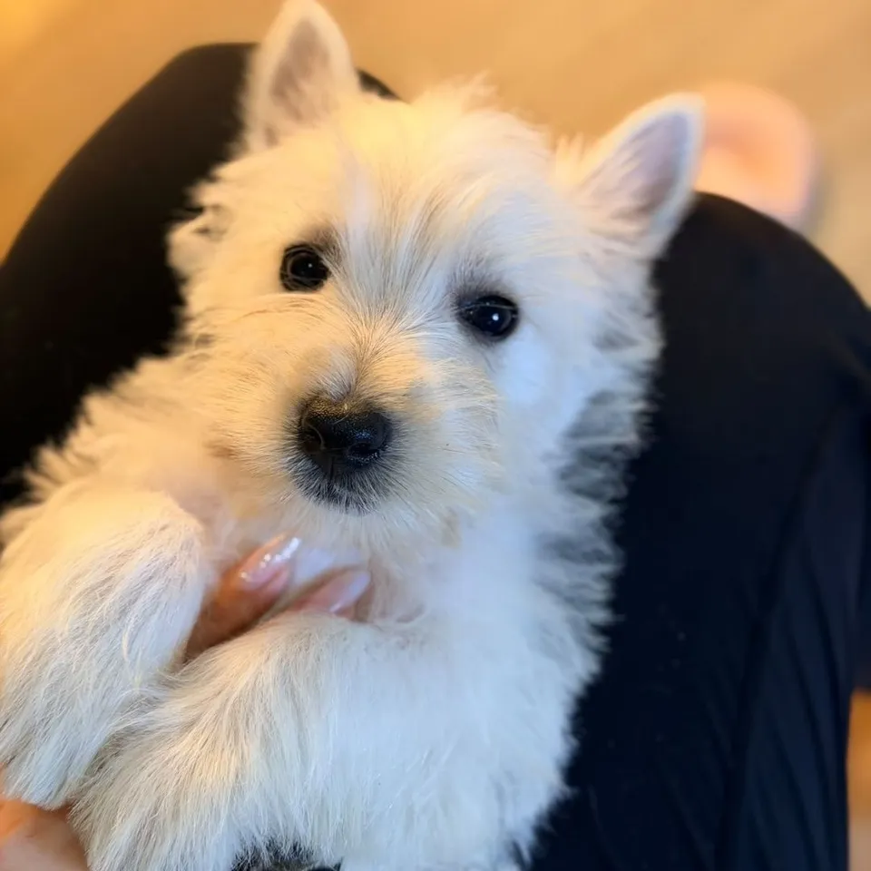 White West Highland Terrier puppy, white west highland terrier puppy for sale in Singapore