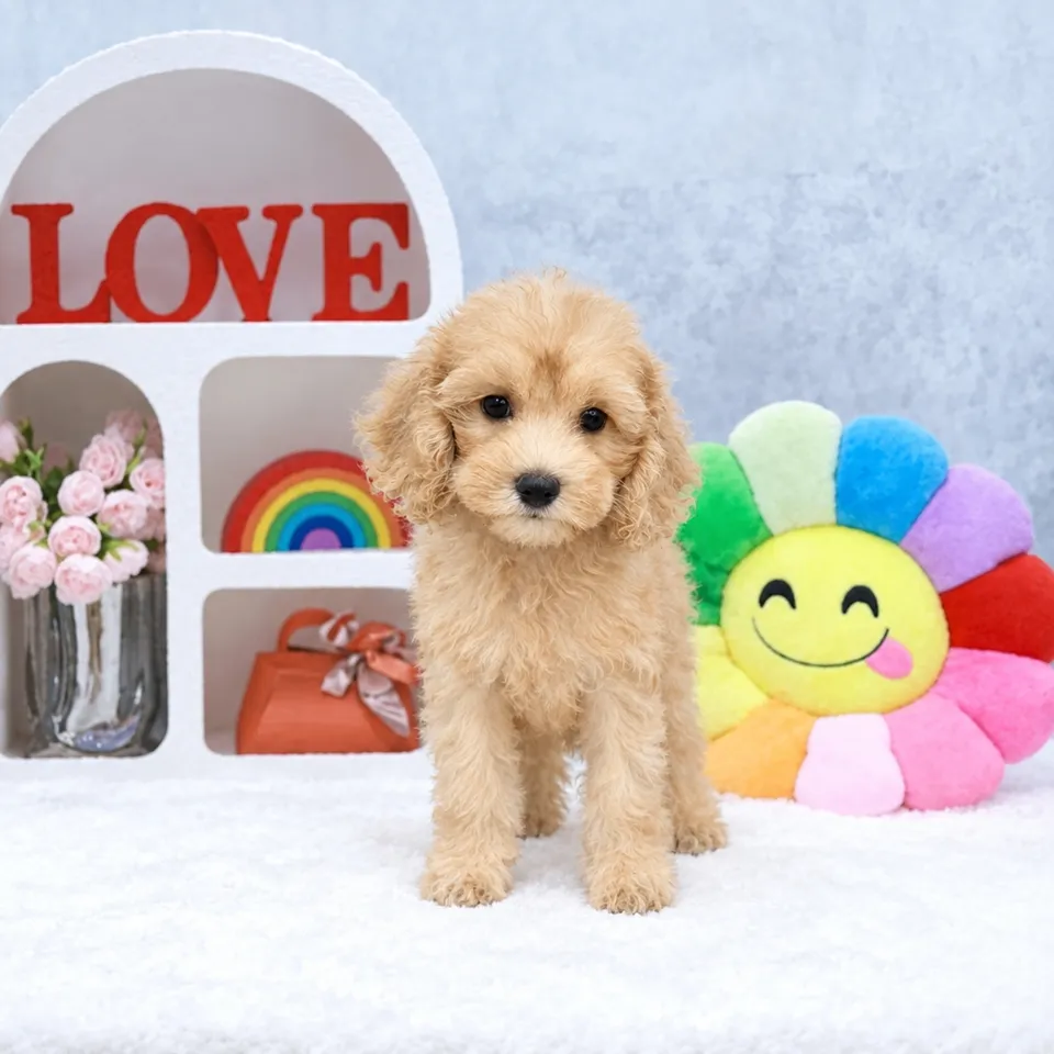 Cream Cavapoo puppy, cream cavapoo puppy for sale in Singapore