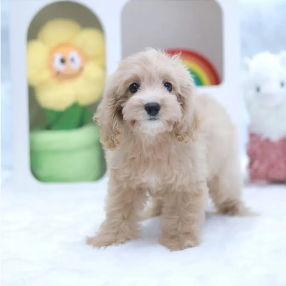 Cream Cavapoo puppy, cream cavapoo puppy for sale in Singapore