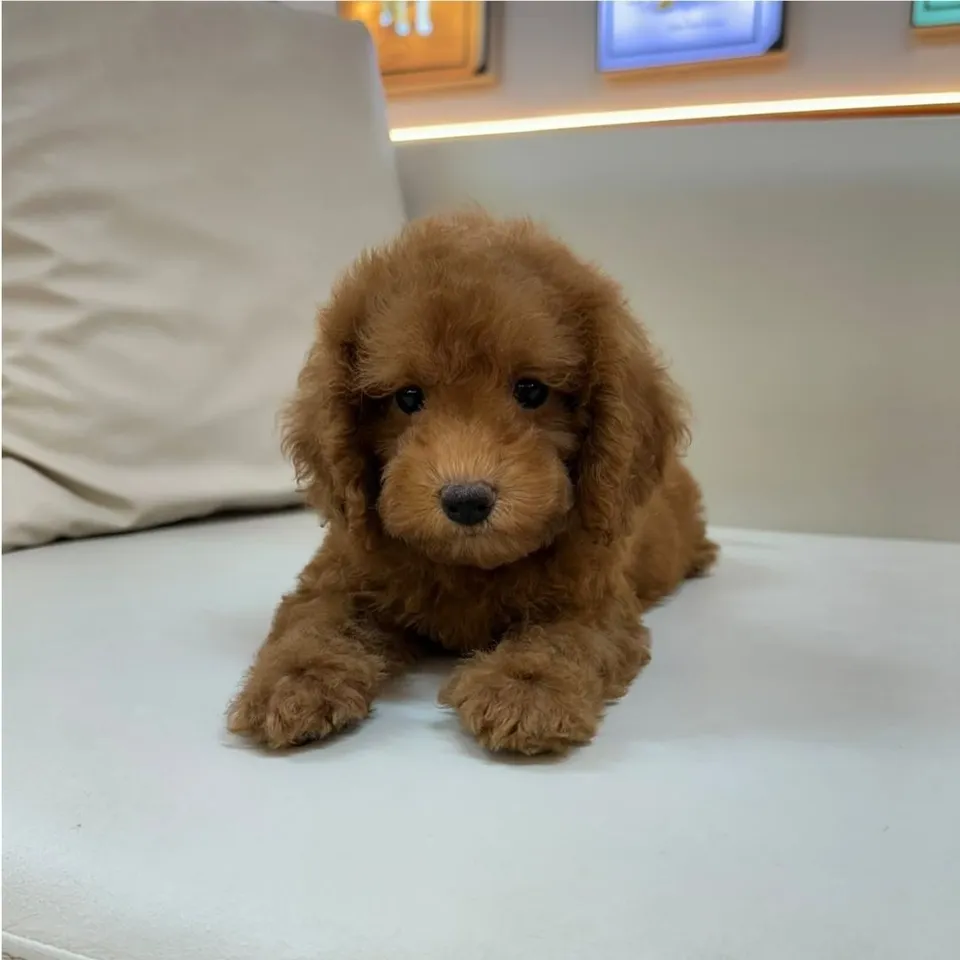 Half Boiled, red cavapoo puppy for sale in Singapore