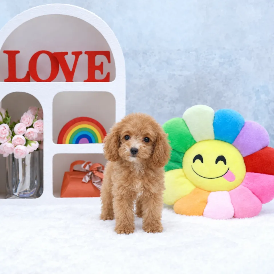 Apricot White Cavapoo puppy, apricot white cavapoo puppy for sale in Singapore