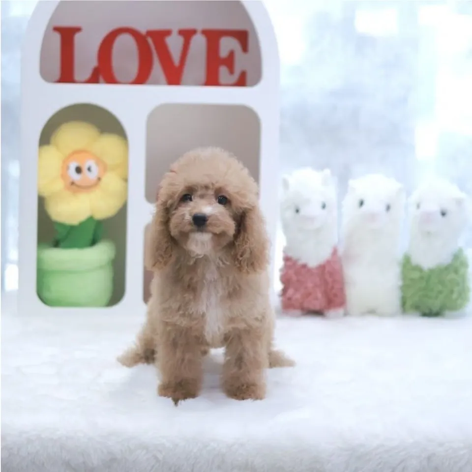 Apricot White Cavapoo puppy, apricot white cavapoo puppy for sale in Singapore