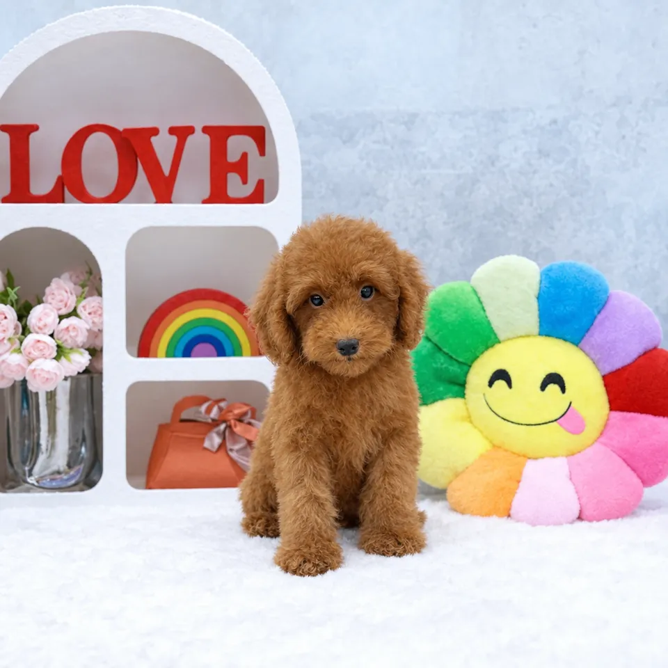 Half Boiled, apricot cockapoo puppy for sale in Singapore