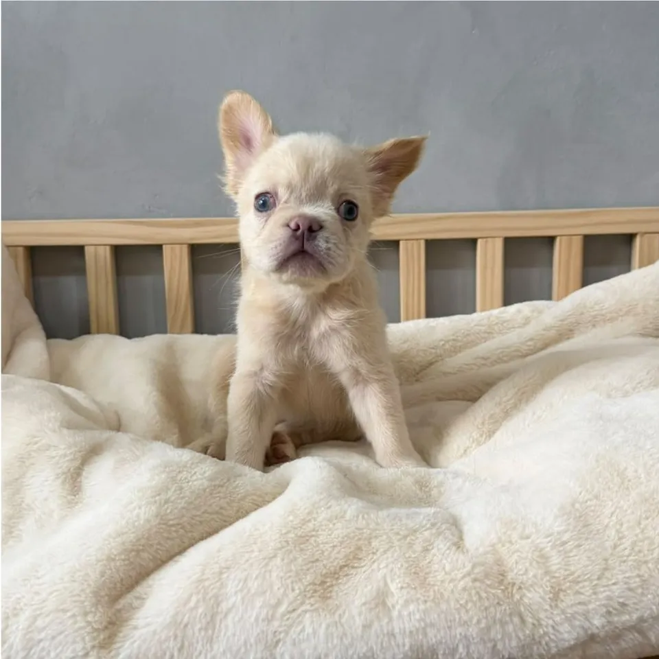 Platinum Cream French Bulldog puppy, platinum cream french bulldog puppy for sale in Singapore
