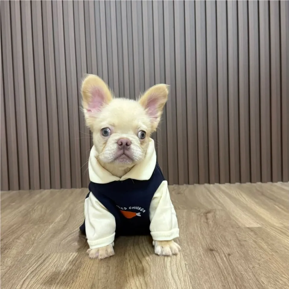 Pomelo, platinum cream french bulldog puppy for sale in Singapore