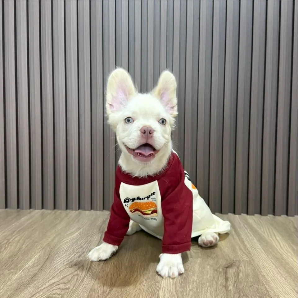 Jackfruit, platinum cream french bulldog puppy for sale in Singapore