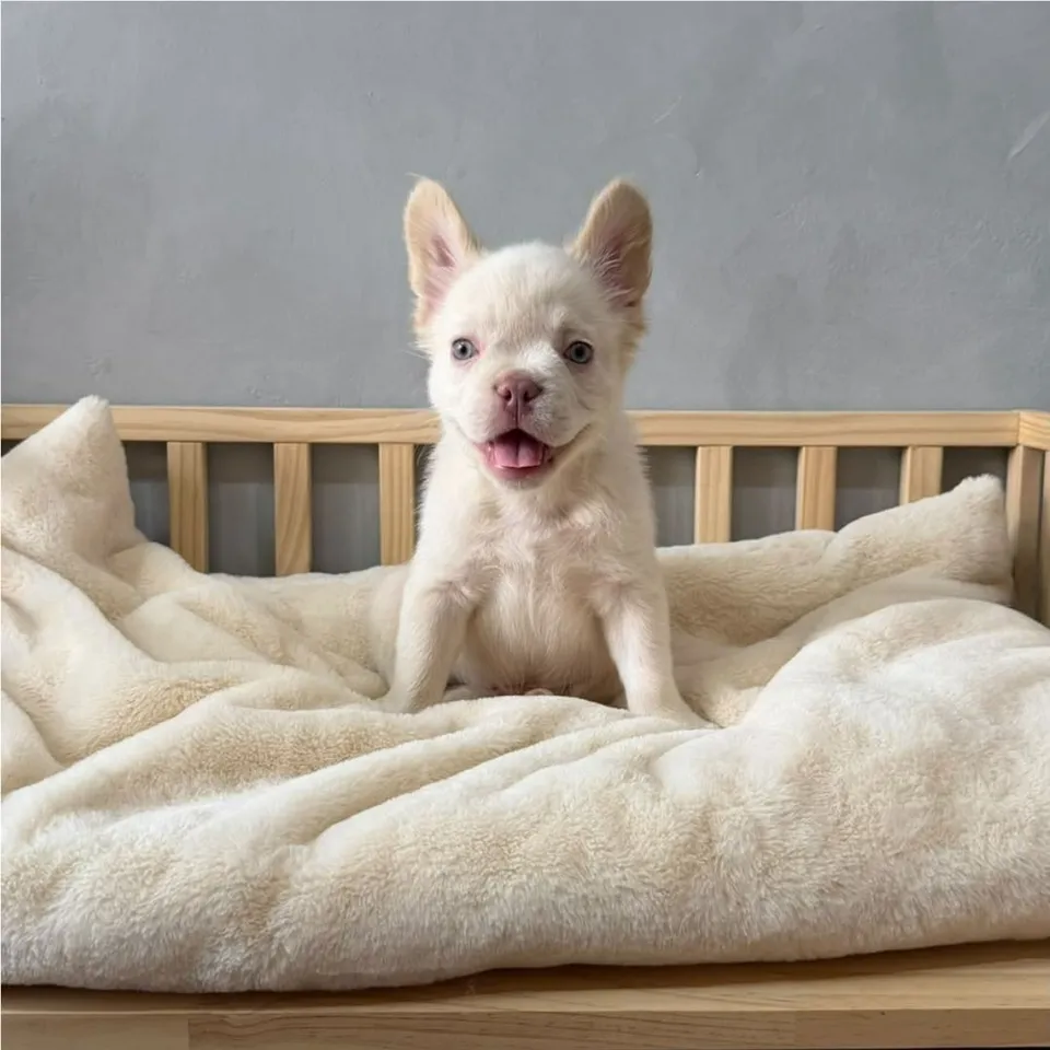 Platinum Cream French Bulldog puppy, platinum cream french bulldog puppy for sale in Singapore