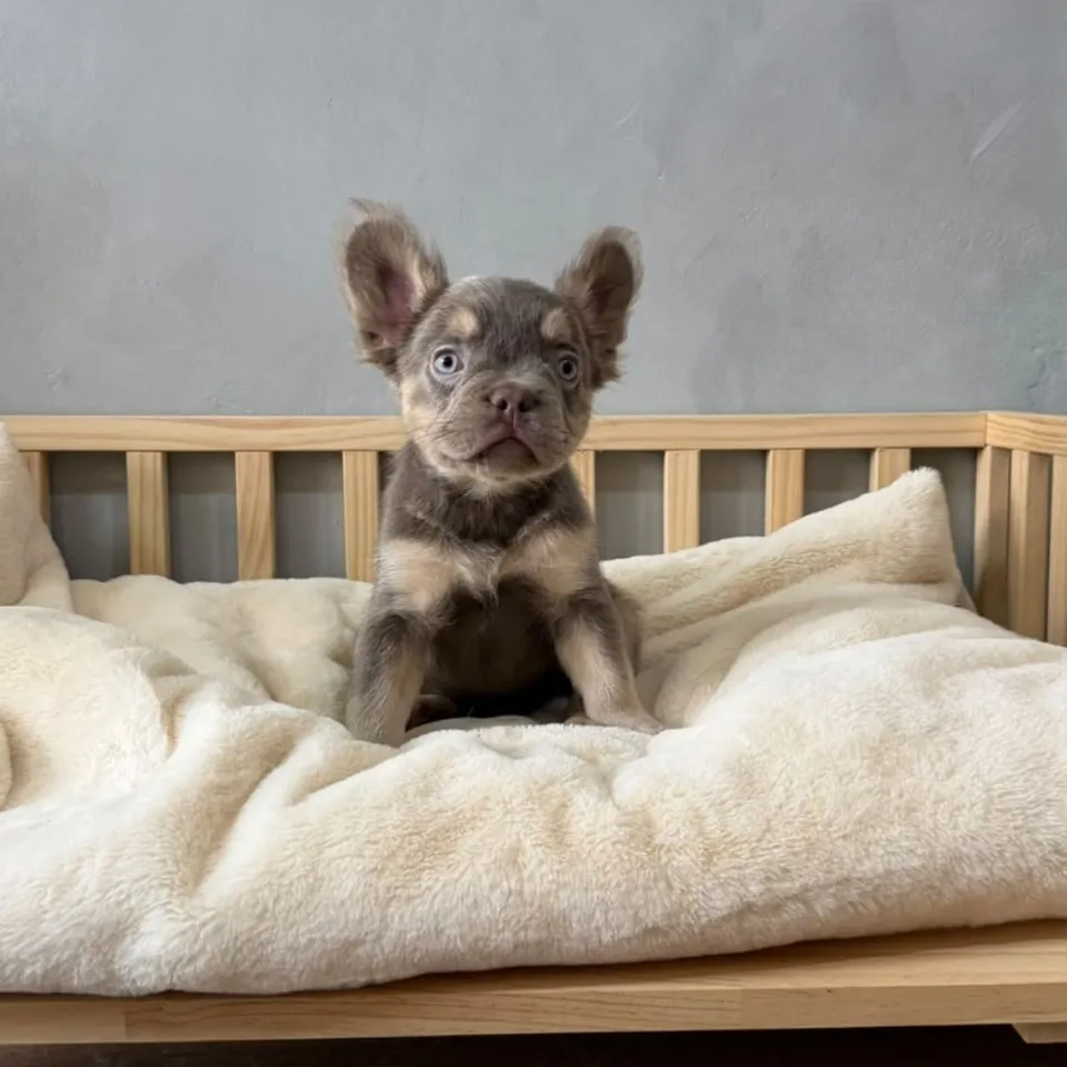 Isabella Tan French Bulldog puppy, isabella tan french bulldog puppy for sale in Singapore