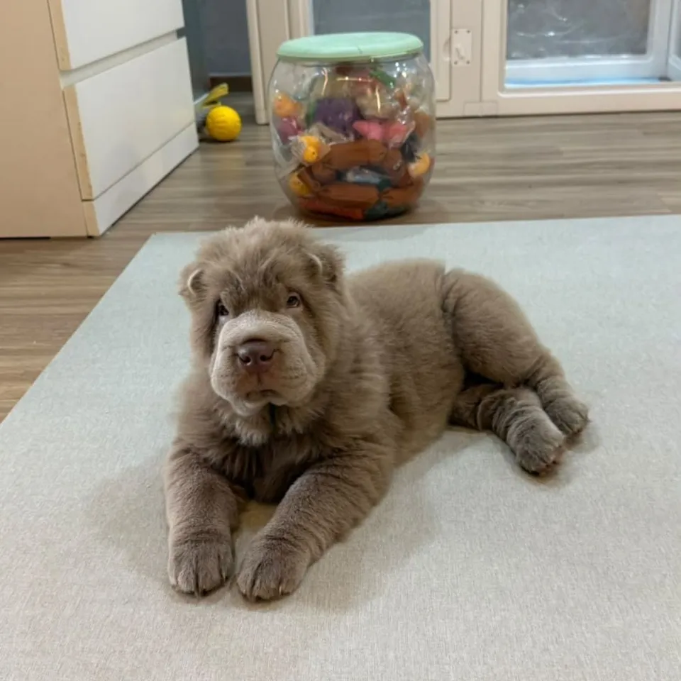 Lilac French Bulldog puppy, lilac french bulldog puppy for sale in Singapore