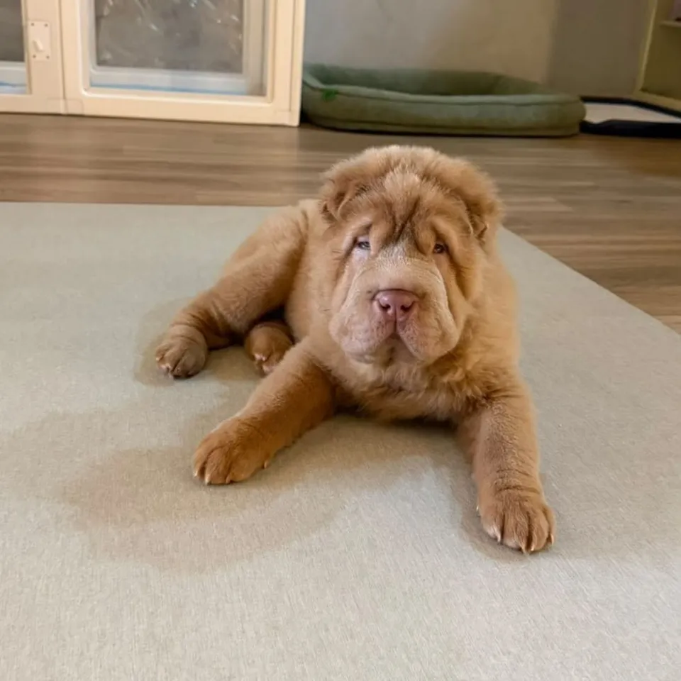 Lilac French Bulldog puppy, lilac french bulldog puppy for sale in Singapore