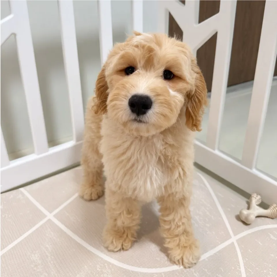 Golden Goldendoodle puppy, golden goldendoodle puppy for sale in Singapore