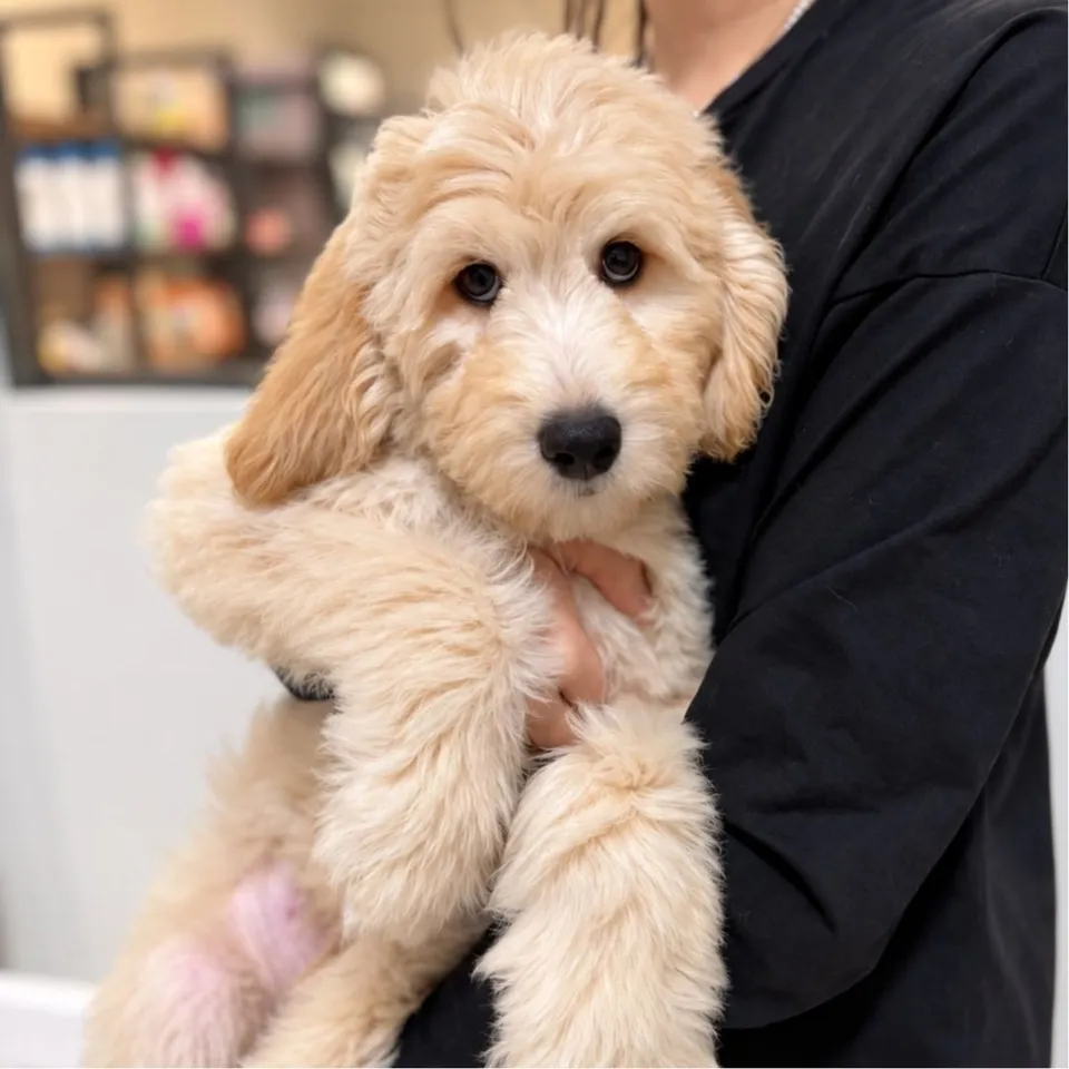 Golden Goldendoodle puppy, golden goldendoodle puppy for sale in Singapore