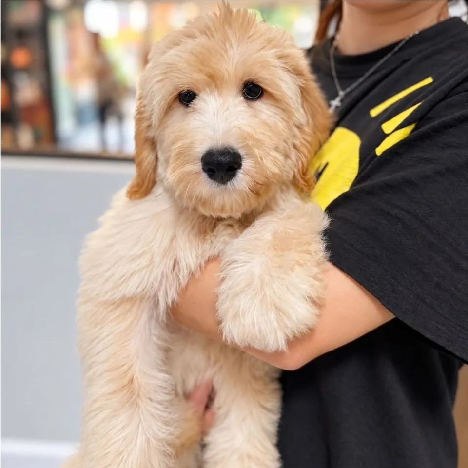 Golden Goldendoodle puppy, golden goldendoodle puppy for sale in Singapore