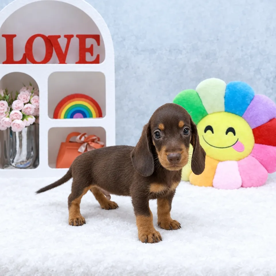 Choco Tan Dachshund puppy, choco tan dachshund puppy for sale in Singapore