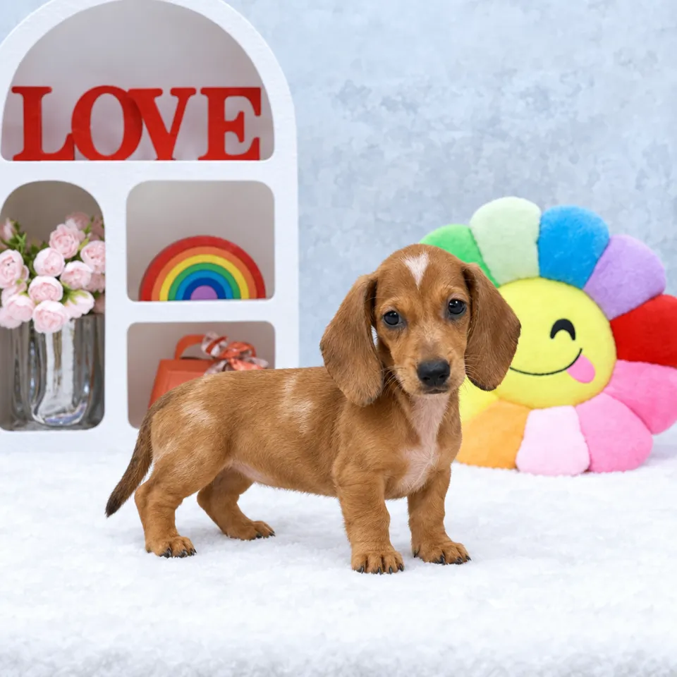 Kopi O, dapple dachshund puppy for sale in Singapore