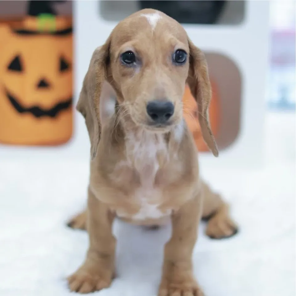 Kopi O, dapple dachshund puppy for sale in Singapore