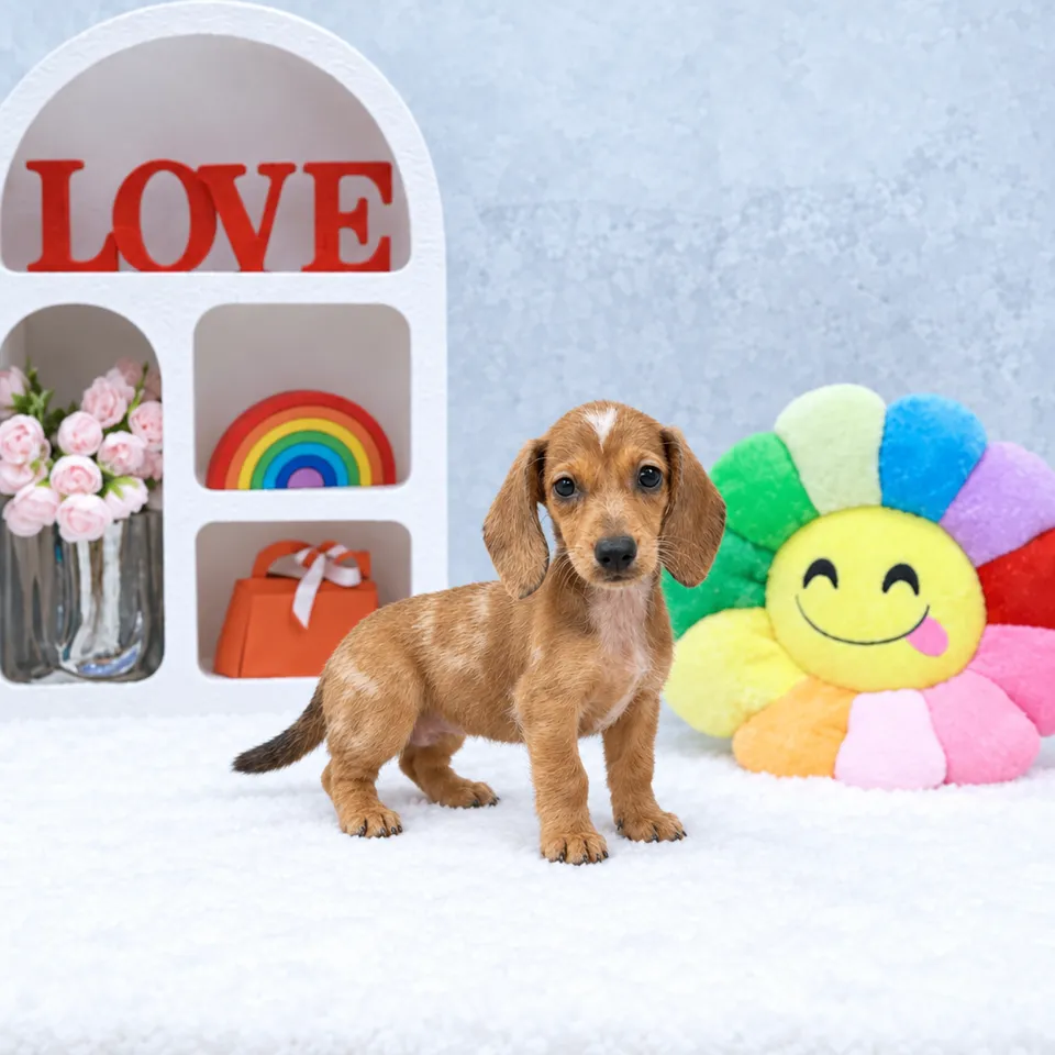 Dapple Dachshund puppy, dapple dachshund puppy for sale in Singapore