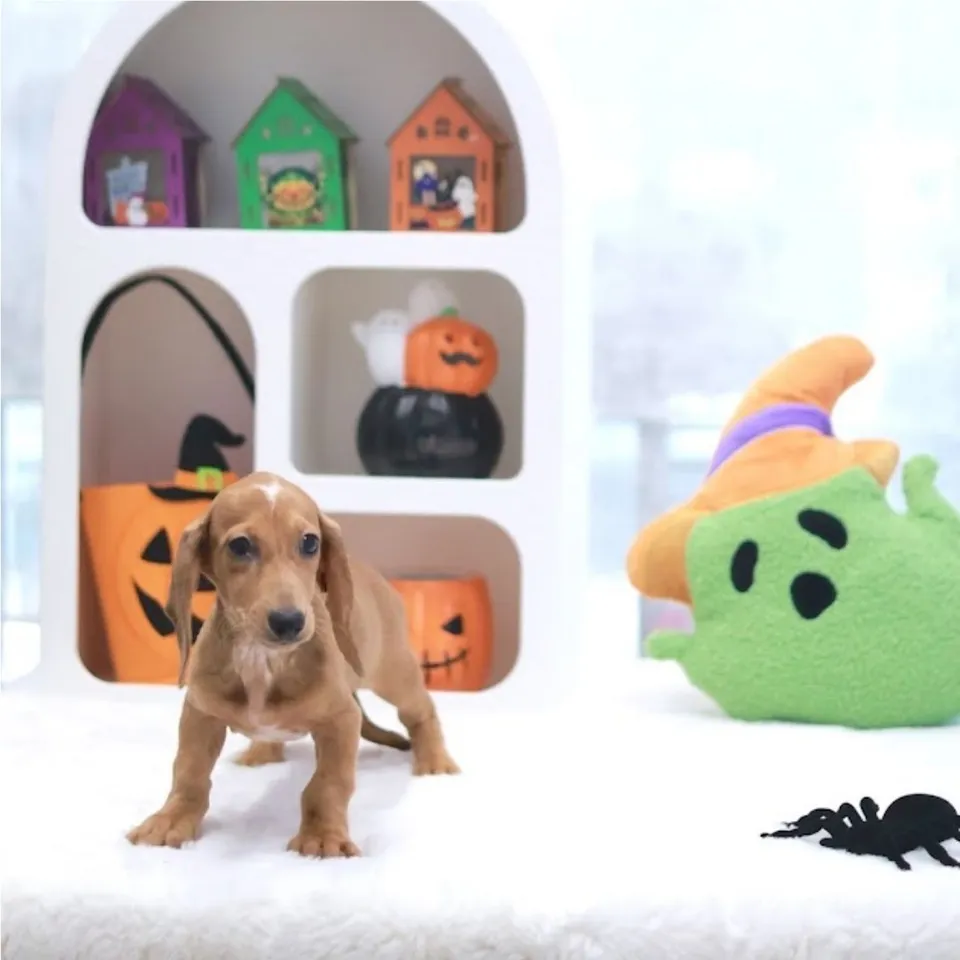Kopi O, dapple dachshund puppy for sale in Singapore