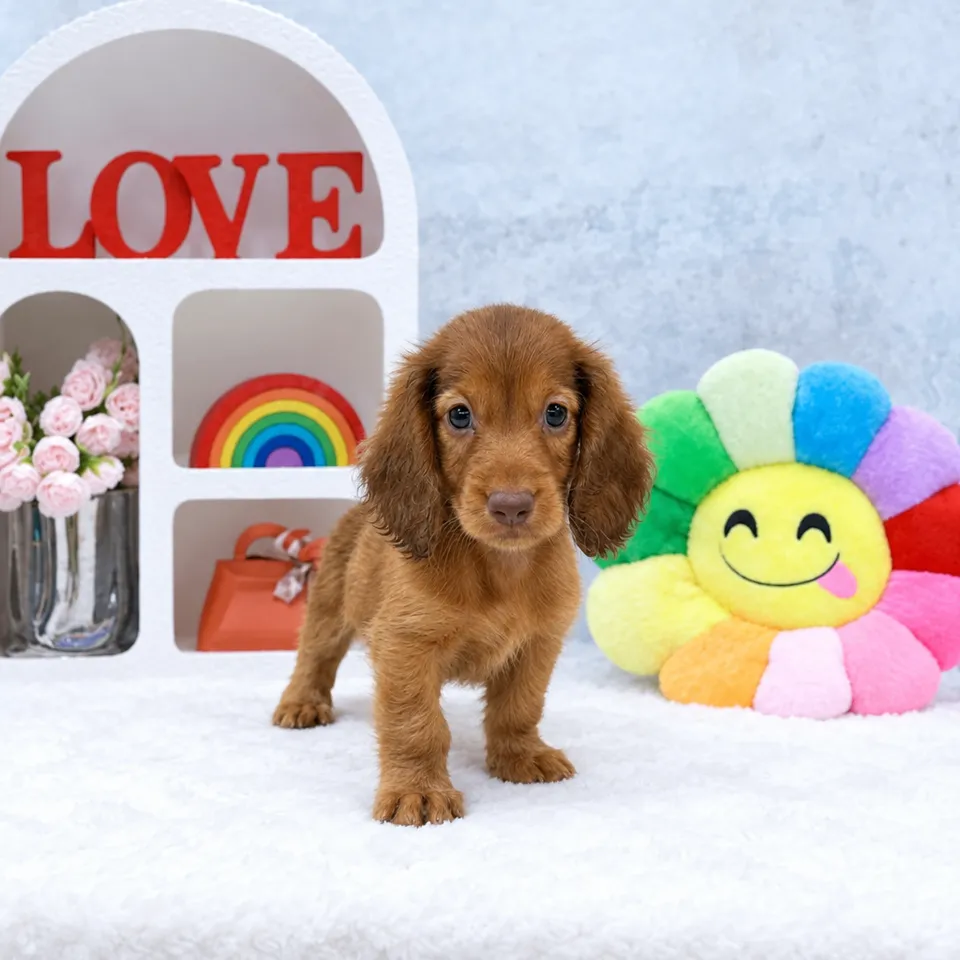 Red Dachshund puppy, red dachshund puppy for sale in Singapore