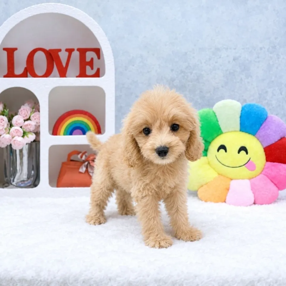 Cream Cavapoo puppy, cream cavapoo puppy for sale in Singapore