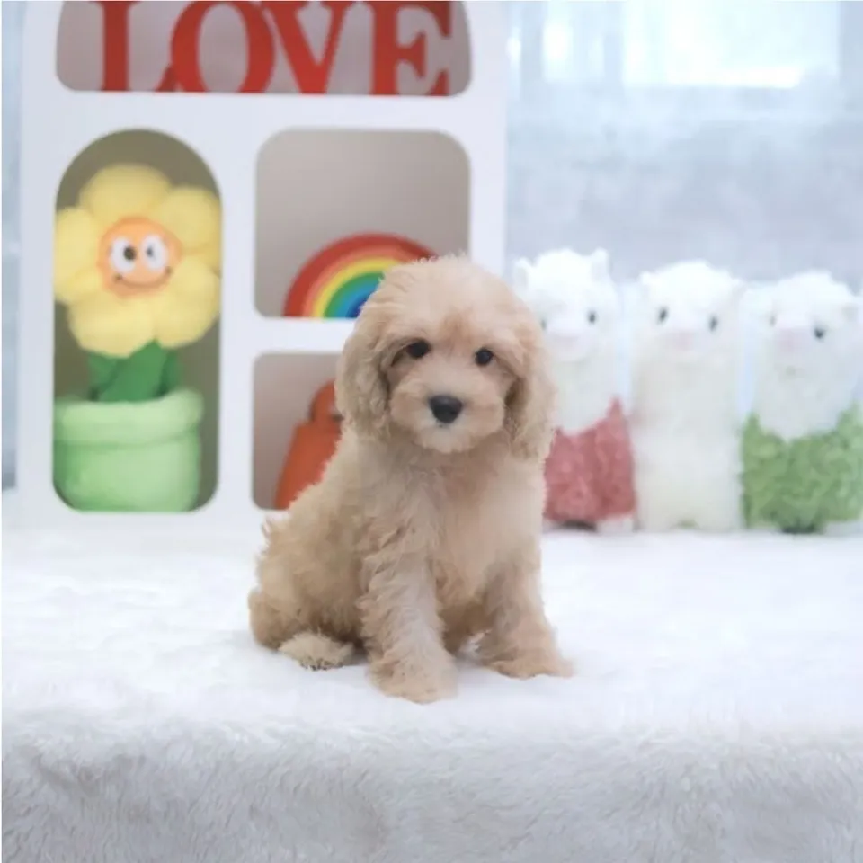 Cream Cavapoo puppy, cream cavapoo puppy for sale in Singapore