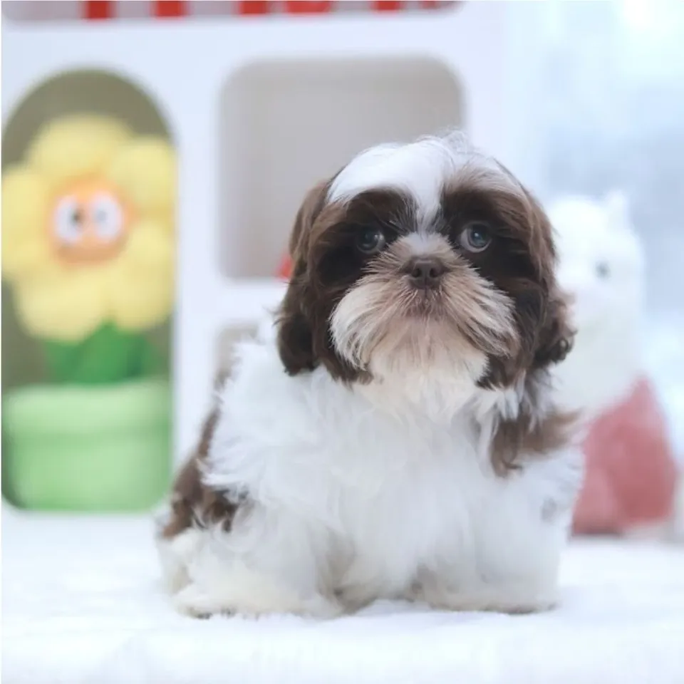 Premium Chocolate Liver Shih Tzu puppy, premium chocolate liver shih tzu puppy for sale in Singapore